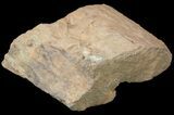 Fossil Lycopod Tree Root (Stigmaria) - Oklahoma #53341-1